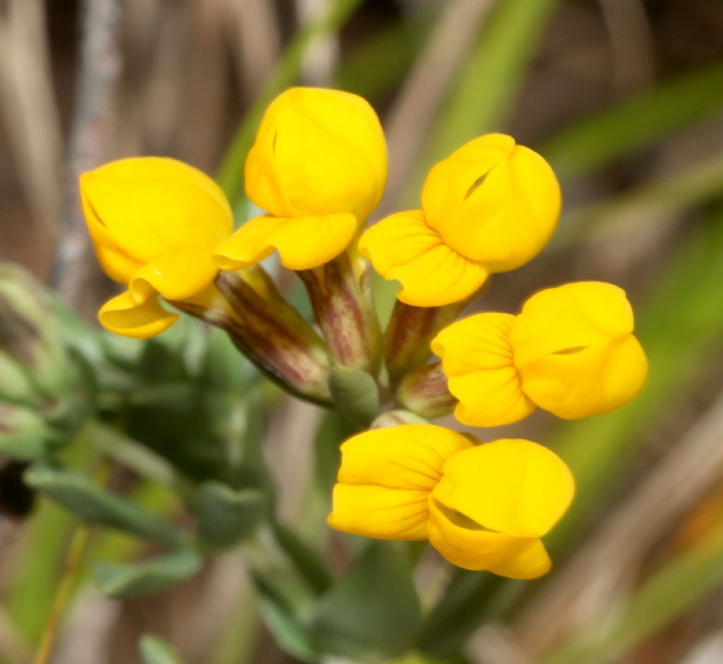 Fabaceae:  Lotus cytisoides (Complesso di)